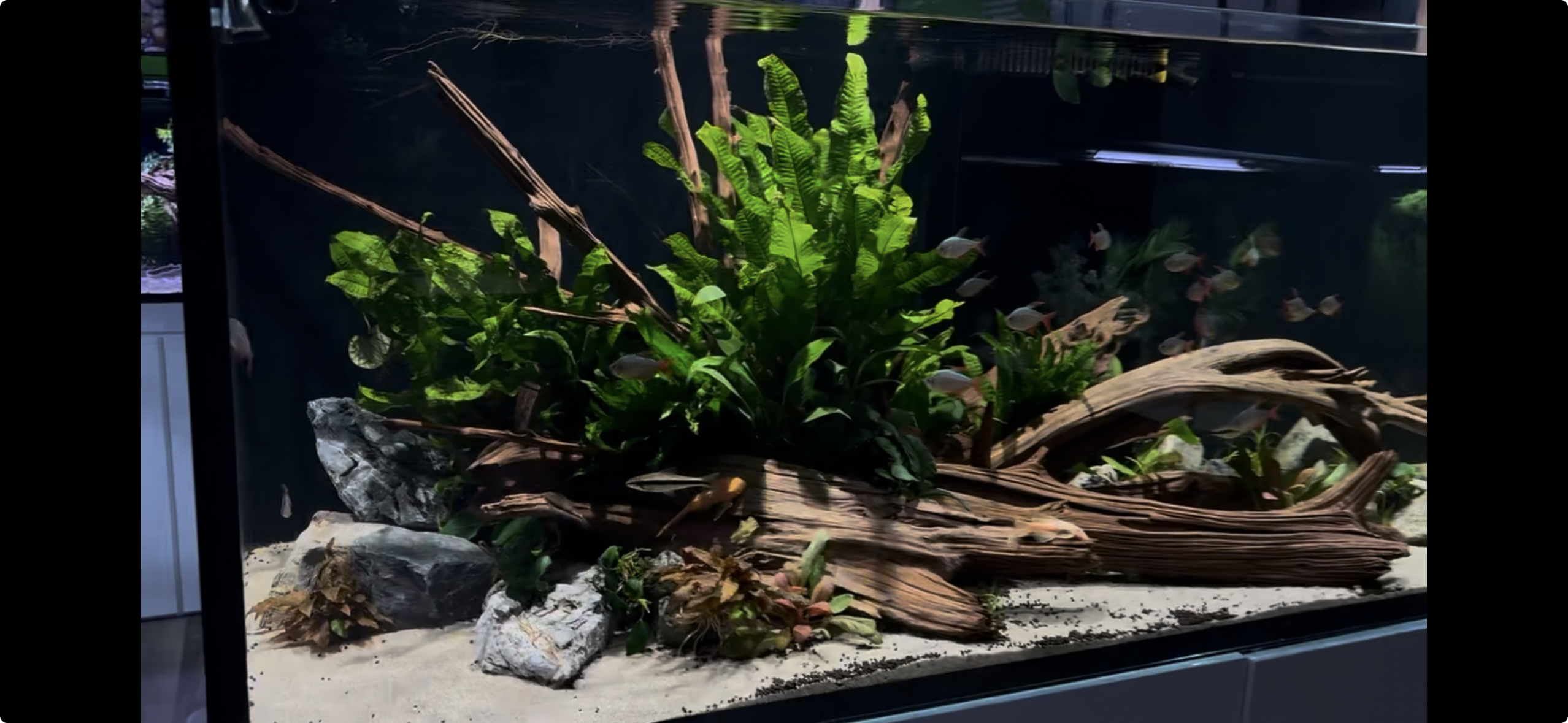 40 gallon tank with driftwood in the center and aquatic plants all around