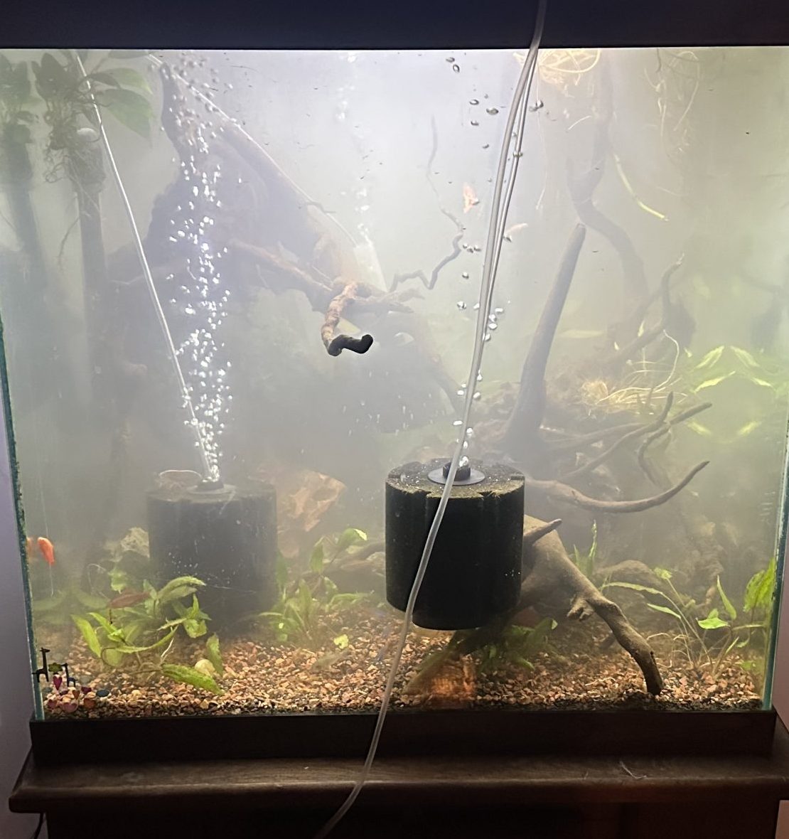 A cubic tank in its early stages with cloudy water and a sponge filter.