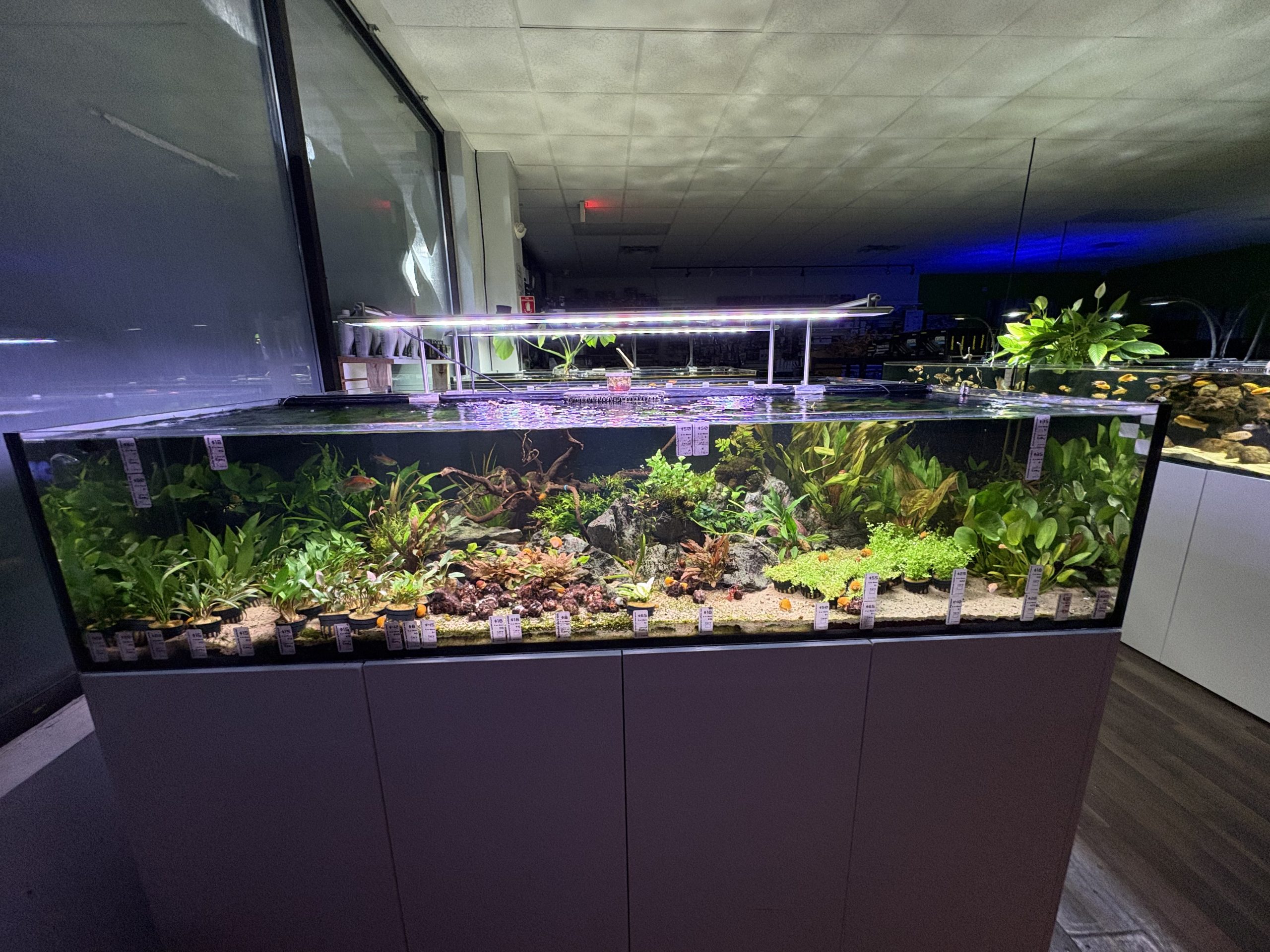 A huge tank of colorful aquatic plants