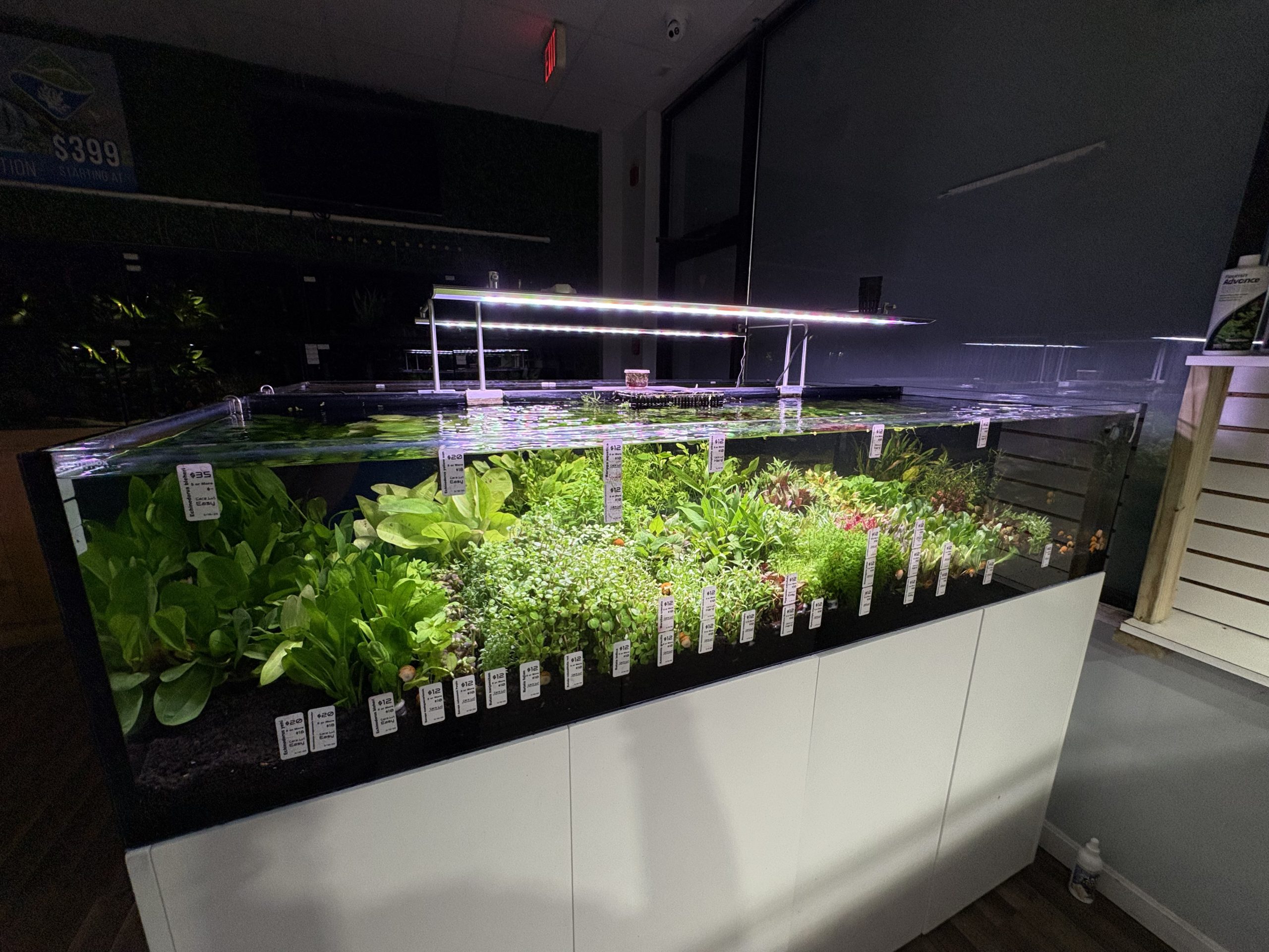 A huge tank of aquatic plants